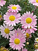 ARGYRANTHEMUM FRUTESCENS SHERE MONROE ROSE