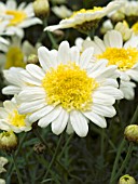 ARGYRANTHEMUM FRUTESCENS SOLE MIO