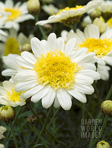 ARGYRANTHEMUM_FRUTESCENS_SOLE_MIO