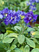 AUBRIETA DELTOIDEA BLUE BEAUTY