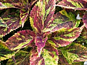 COLEUS COMBAT