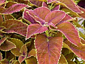 COLEUS DISPLAY