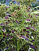 COLEUS FIRE FINGERS