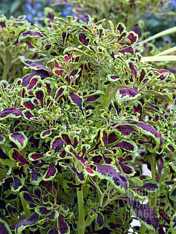 COLEUS_FIRE_FINGERS