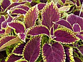 COLEUS FIREBALL