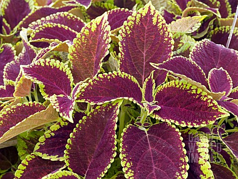 COLEUS_FIREBALL