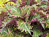 COLEUS PETERS WONDER