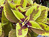 COLEUS PINEAPPLE BEAUTY