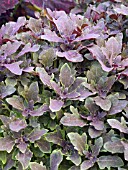 COLEUS PURPLE OAK