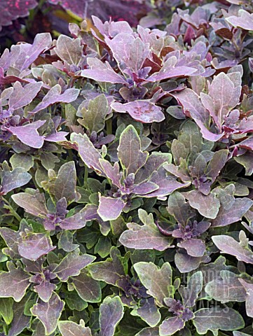 COLEUS_PURPLE_OAK