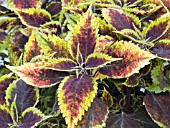 COLEUS WATER TURNER