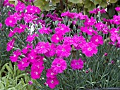 DIANTHUS NEON STAR