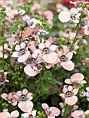 DIASCIA MORNING MIST METALLIC ORANGE