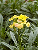 ERYSIMUM JUBILEE