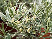 EUPHORBIA CHARACIAS SILVER SWAN