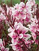 GAURA LINDHEIMERI CHERRY BRANDY