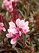 GAURA LINDHEIMERI PASSIONATE BLUSH