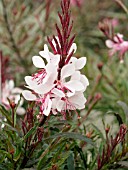 GAURA LINDHEIMERI PASSIONATE PEARL