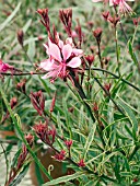 GAURA LINDHEIMERI PASSIONATE RAINBOW