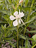 GAURA LINDHEIMERI WHITE DOVE