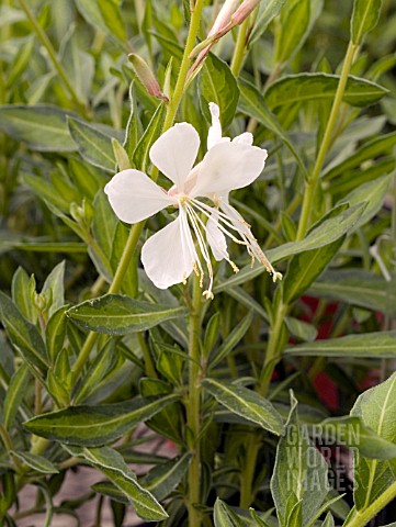 GAURA_LINDHEIMERI_WHITE_DOVE