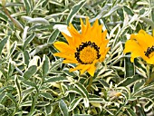 GAZANIA RIGENS VARIEGATED ORANGE