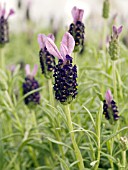 LAVANDULA STOECHAS ALEXANDER