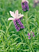 LAVANDULA STOECHAS RUFFLES BOYSENBERRY