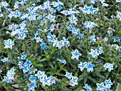 LITHODORA DIFFUSA STAR