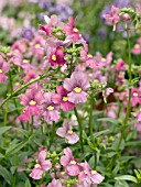 NEMESIA HONEY DAWN RED