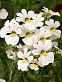 NEMESIA NEMESIS COCO