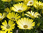 OSTEOSPERMUM HOTSPOTS ACAPULCO