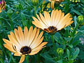 OSTEOSPERMUM HOTSPOTS MARBELLA