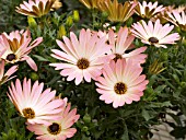 OSTEOSPERMUM HOTSPOTS PALERMO