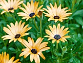 OSTEOSPERMUM OPUS MINI ORANGE