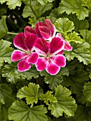 PELARGONIUM ANGEL EYES BURGUNDY