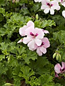 PELARGONIUM ANGEL EYES LIGHT