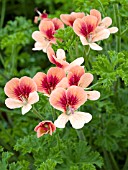 PELARGONIUM ANGEL EYES ORANGE