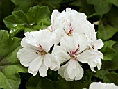 PELARGONIUM BLANCHE ROCHE