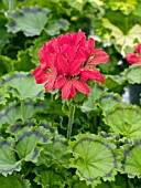 PELARGONIUM DISTINCTION