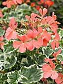 PELARGONIUM FRANK HEADLY