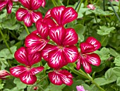 PELARGONIUM HAPPY FACE MEX