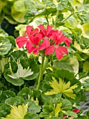 PELARGONIUM HAPPY THOUGHT