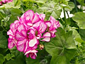 PELARGONIUM LOLLIPOP CANDY