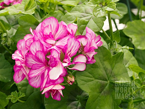 PELARGONIUM_LOLLIPOP_CANDY