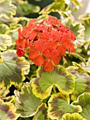 PELARGONIUM MRS. POLLOCK