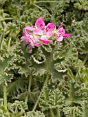 PELARGONIUM PINK CAPITATUM