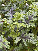 PELARGONIUM QUERCIFOLIA SCENTED