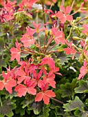 PELARGONIUM VARIEGATED CHOCOLATE