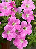 PETUNIA MINI ME BABY PINK